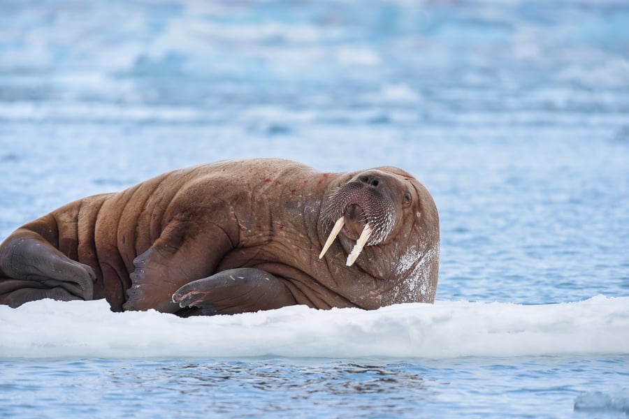 Hvalros på Svalbard