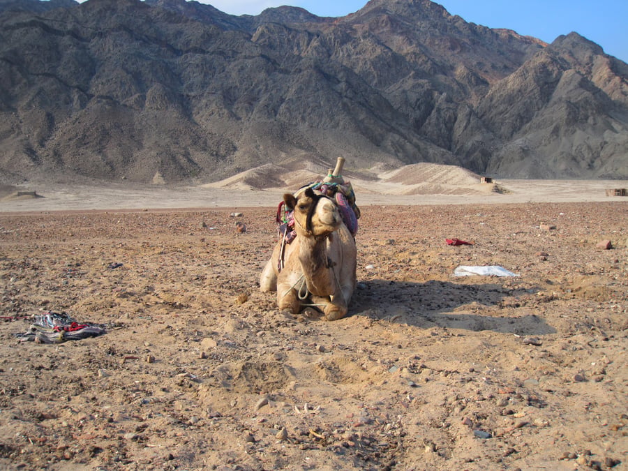 Camel in desert