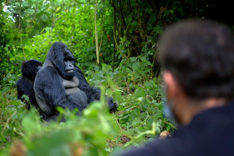 Gorilla in Bwindi National Forest