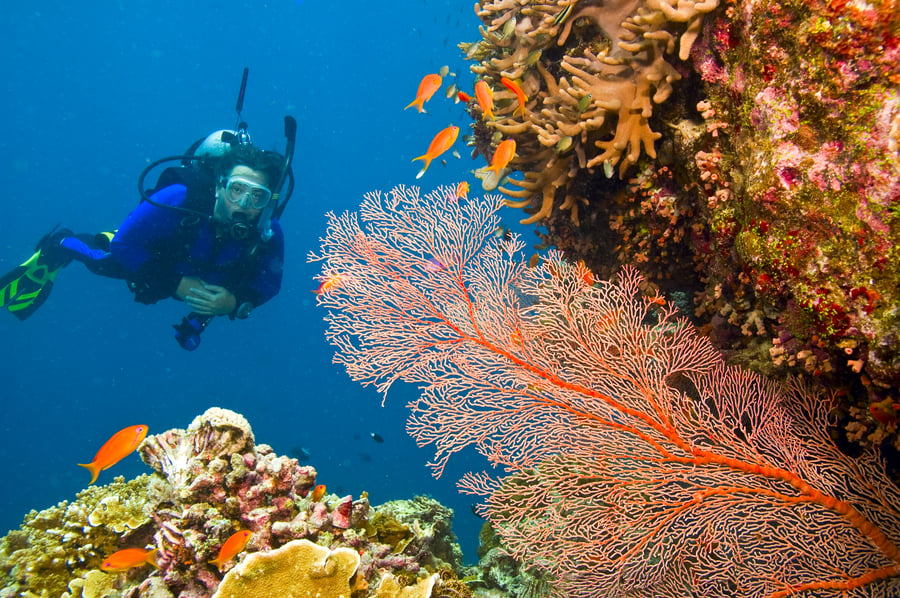 Diving