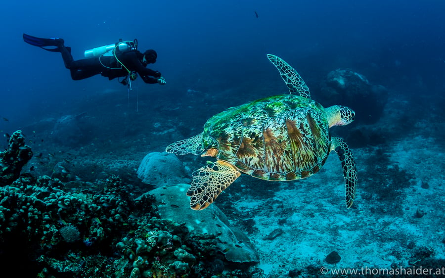 Diving Indonesia