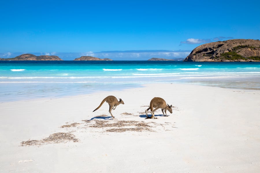 Kängurur i Australien
