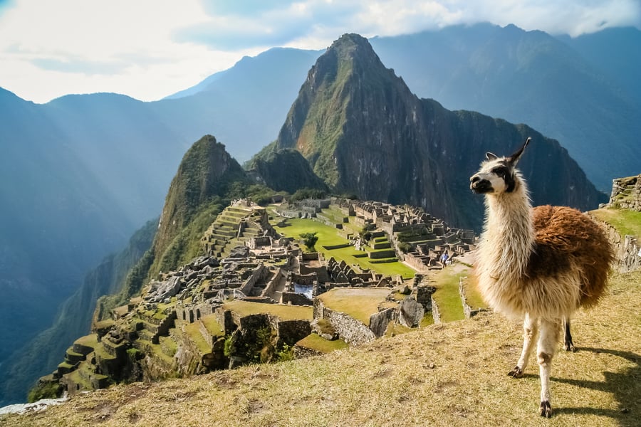 Alpaca foran storslåede Machu Picchu i Peru