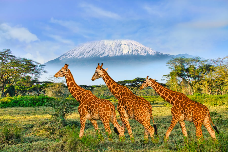 Serengeti