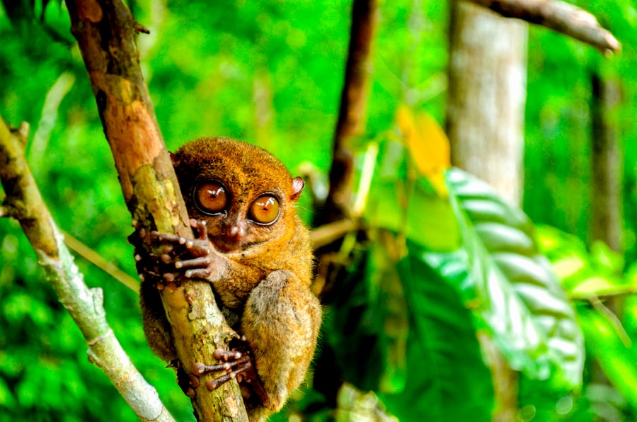 Tarsieraber på Bohol