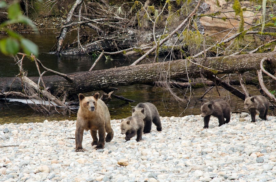 Sailcone's Grizzly Bear Lodge