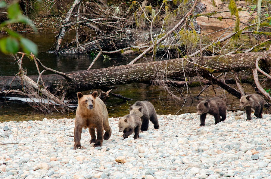 Sailcone's Grizzly Bear Lodge