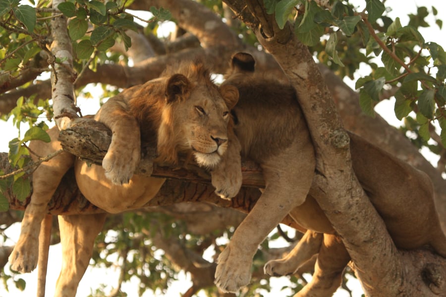 Lions in Uganda