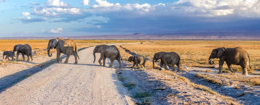 Elefanter i Tanzania