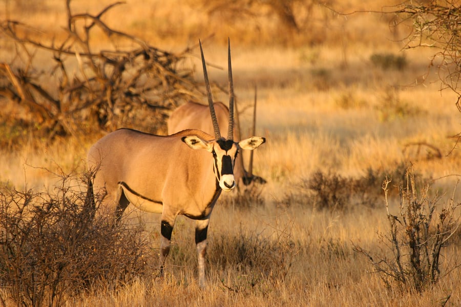 Oryx antilope i Samburu National Reserve, Kenya