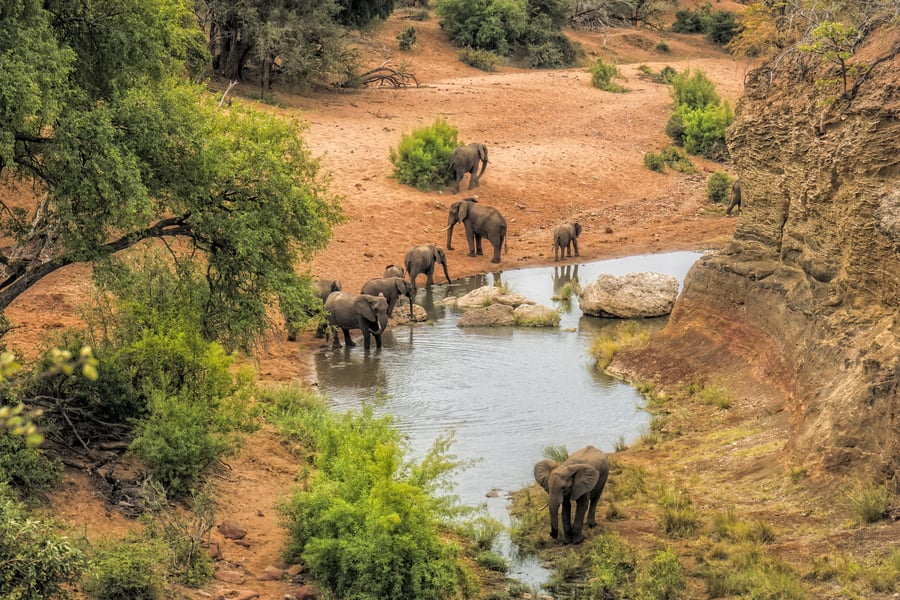 Elefanter ved vandhul i Kruger National Park