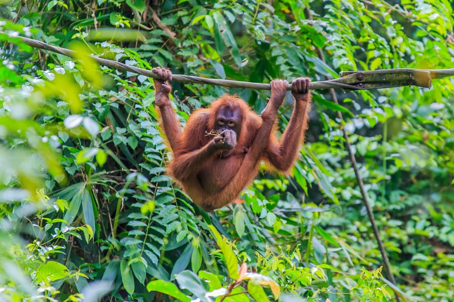 Orangutang