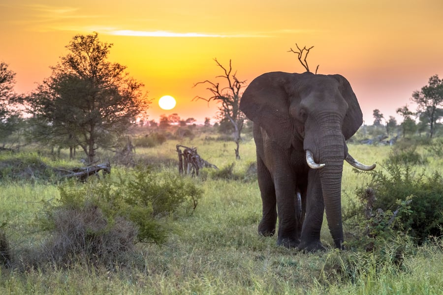Elefant i Kruger National Park