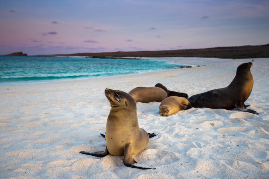 Sealions in the Galapagos