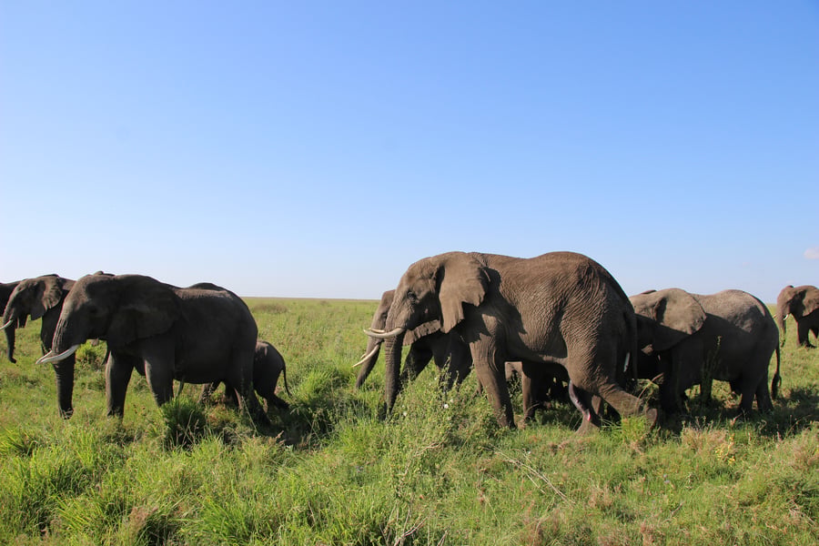 Spot elephants on a safari