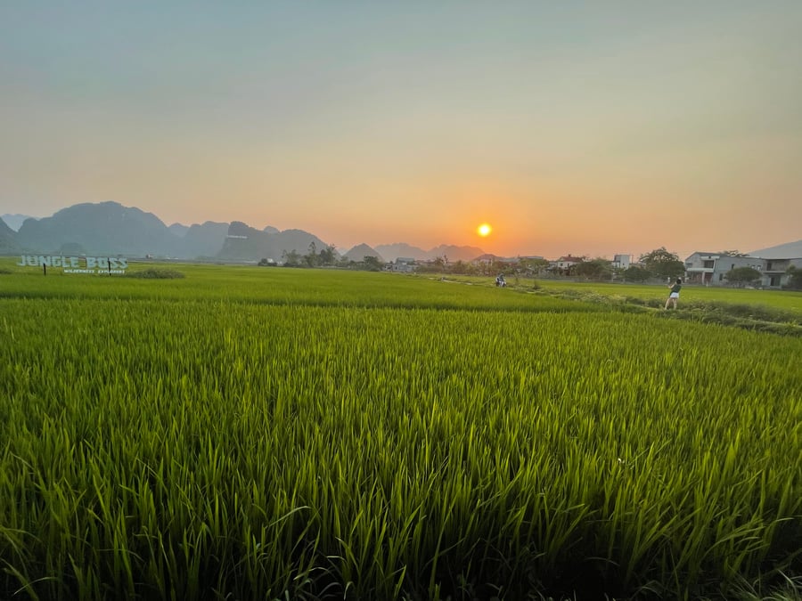Vietnamese rice field