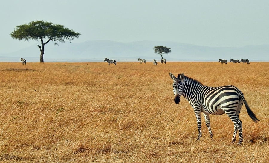 Zebra in Maasai Mara National Reserve