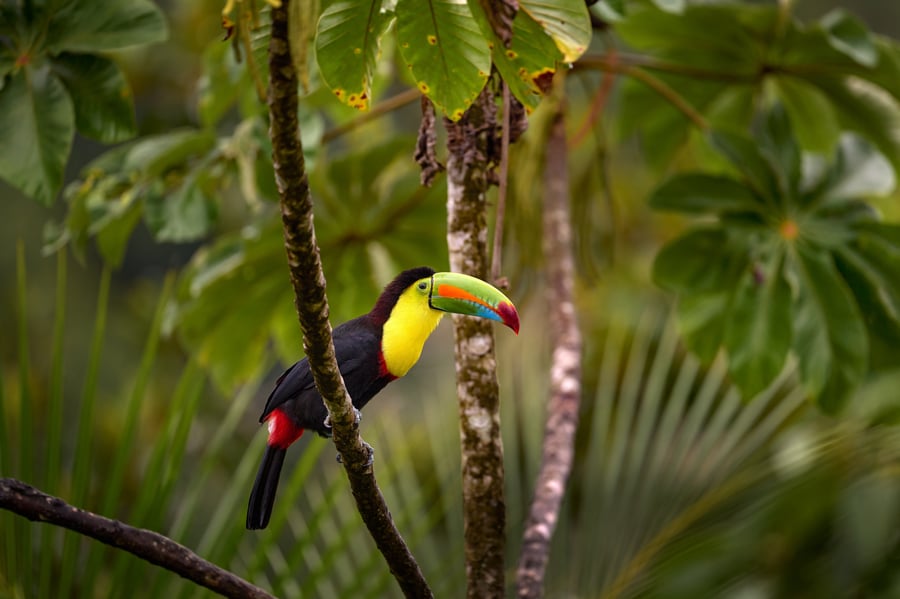 Toucan on a branch