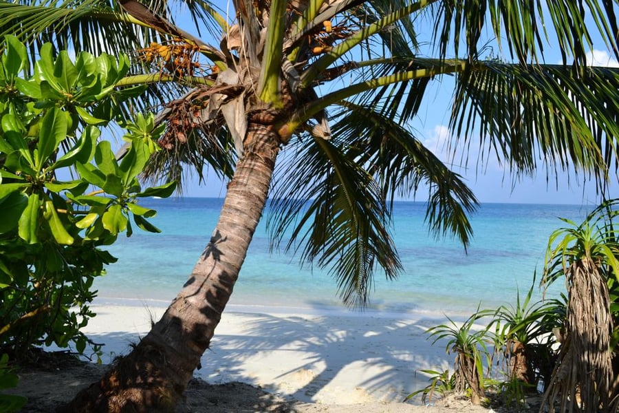 Palm trees in the Maldives