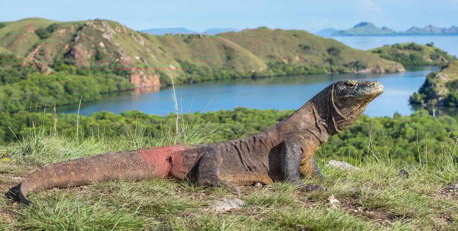 Komodo Island