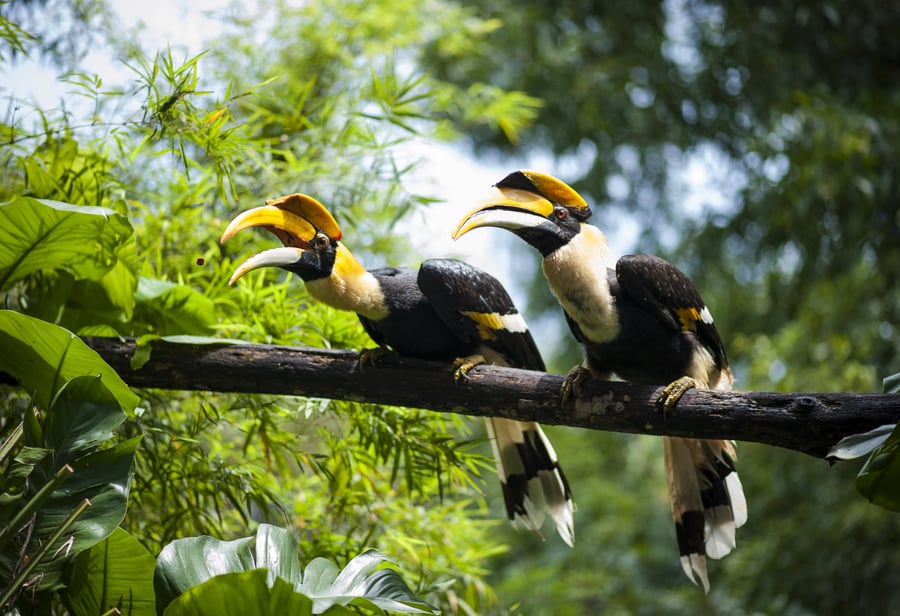 Næsehornsfugle i Borneo