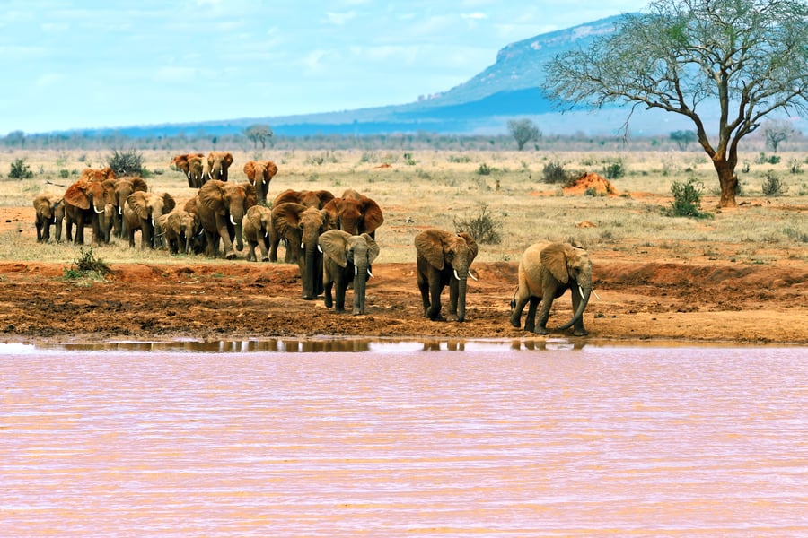Elefanter ved vandhul i Tsavo Øst