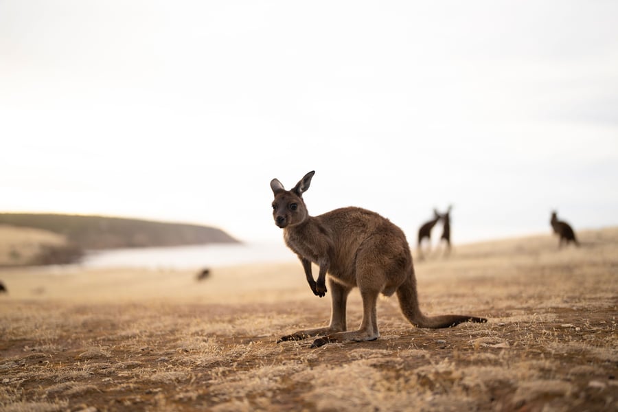 Kangaroo Islands