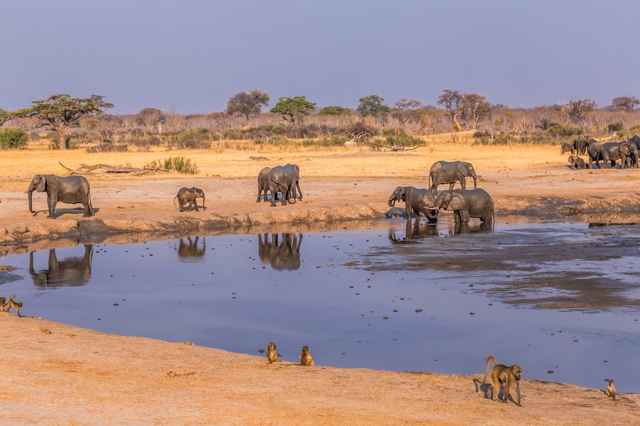 Hwange National Park i Zimbabwe
