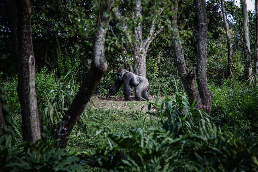 Gorilla's in Oeganda