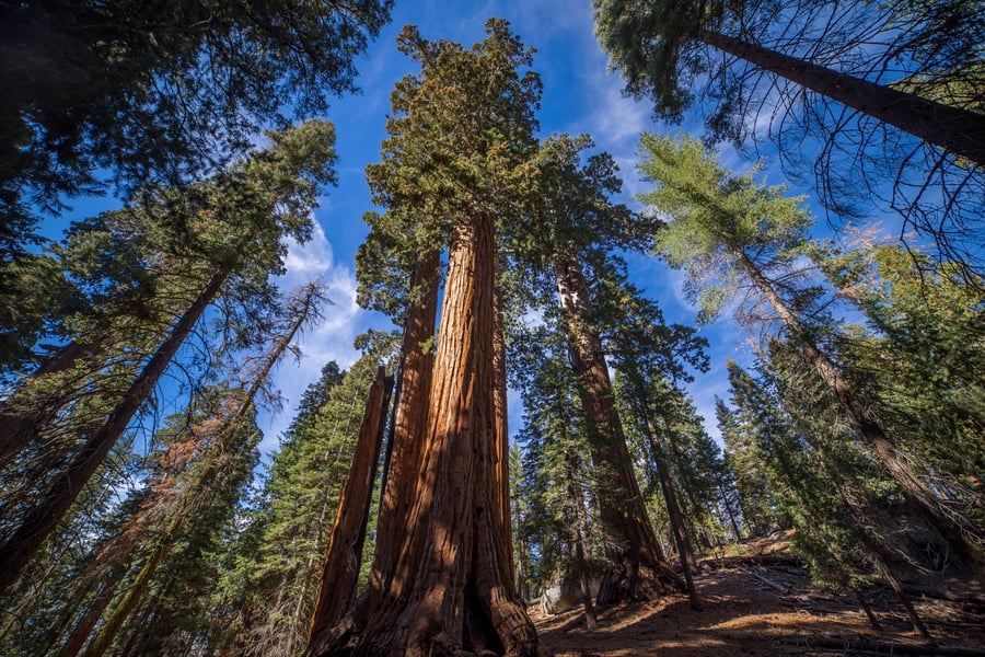 Redwoods, Californien, USA