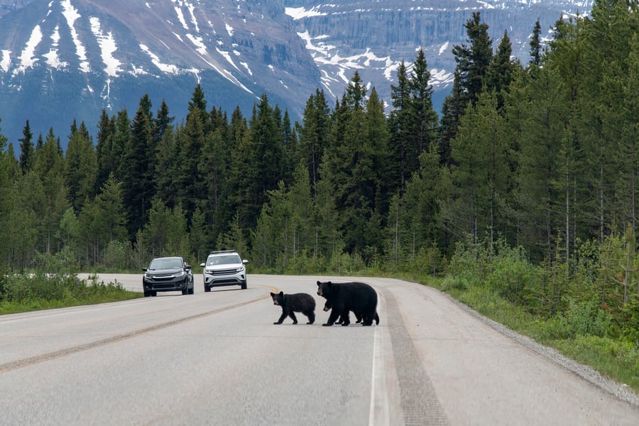 Roadtrip Canada
