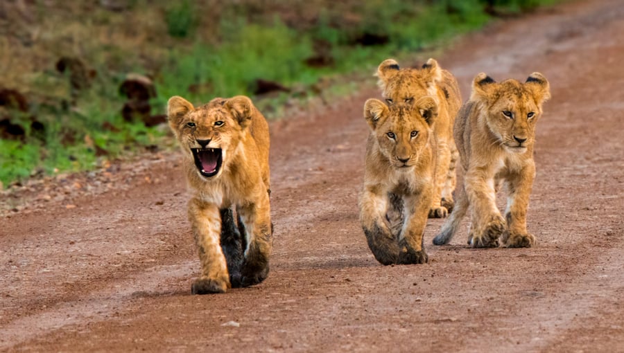 Løveunger i Masai Mara National Reserve, Kenya