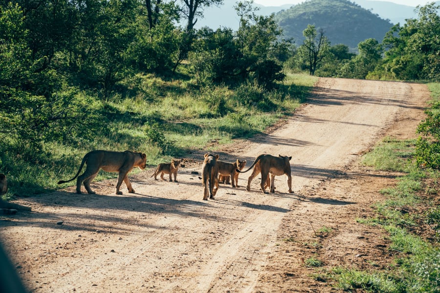 Løver i Kruger National Park, Sydafrika