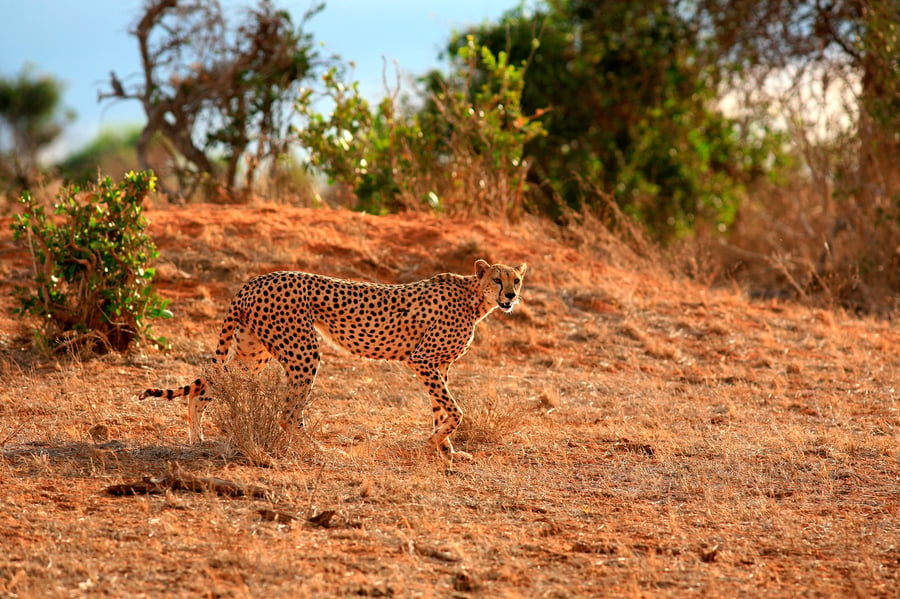 Mangfoldigt dyreliv på savannen i Tsavo i Kenya