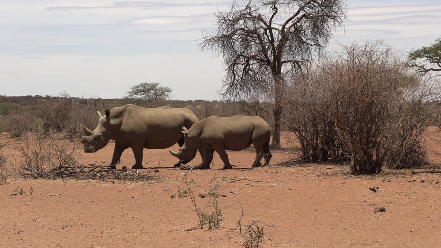 Rhinos roam the savannah landscape freely