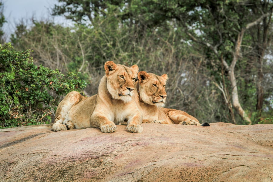Lejon i sin naturliga miljö i Kruger National Park