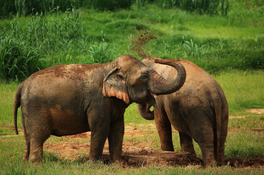 Elephant Hills