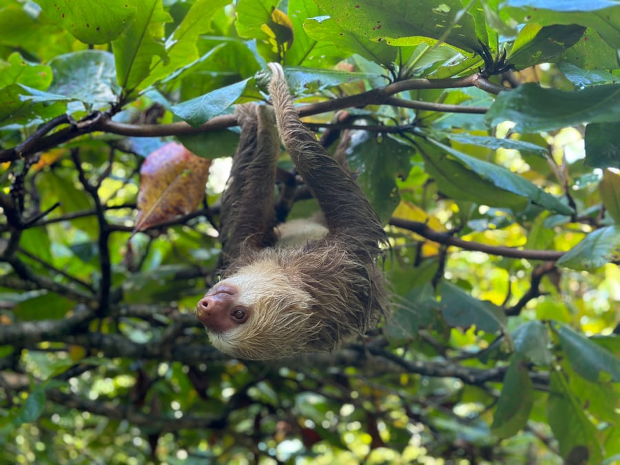 Look up to spot sloths!