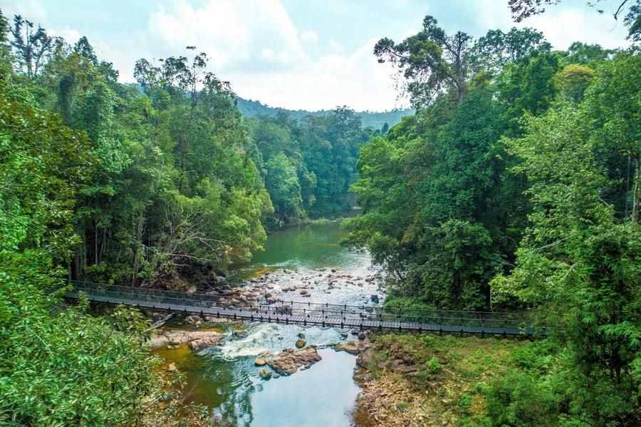 Rompin Rainforest Lodge
