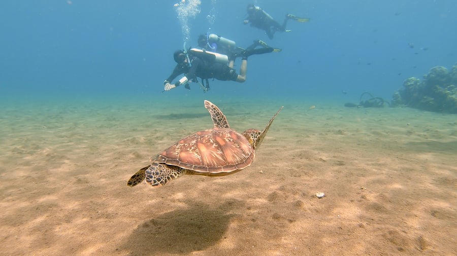 Diving with sea turtles in the Philippines
