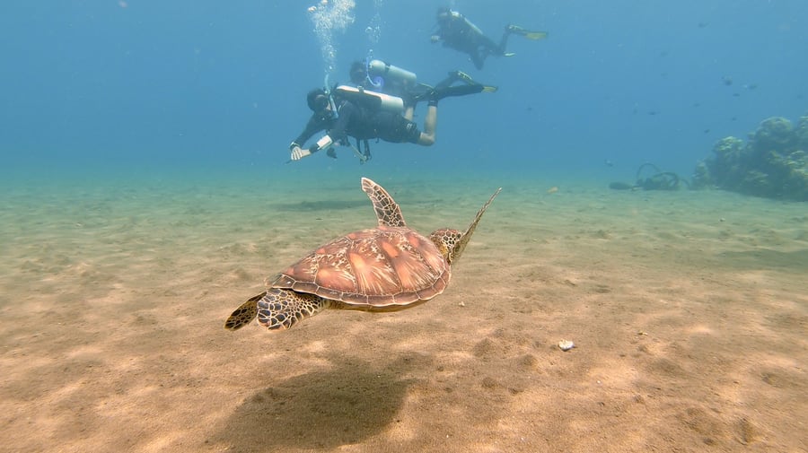 Diving with sea turtles in the Philippines