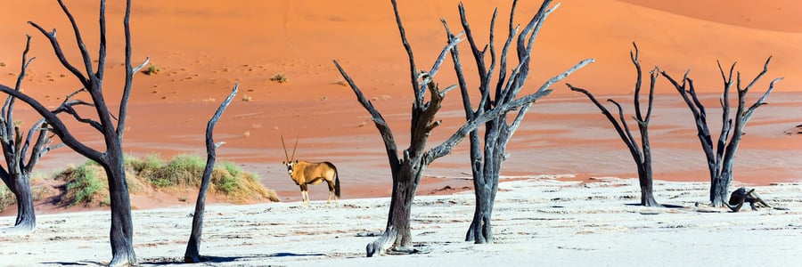 Oryx-antilope i Namib-ørkenen